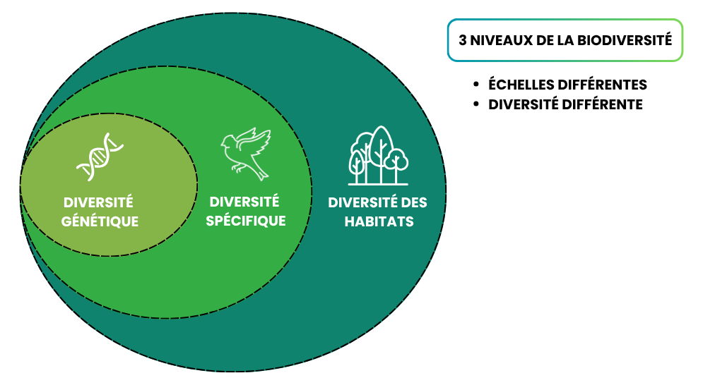 diversité des habité, diversité spécifique et diversité génétique qui traduisent les niveaux de biodiversité
